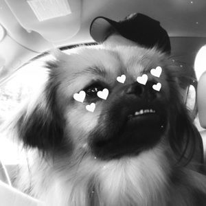 Meet your Posher, Autumn